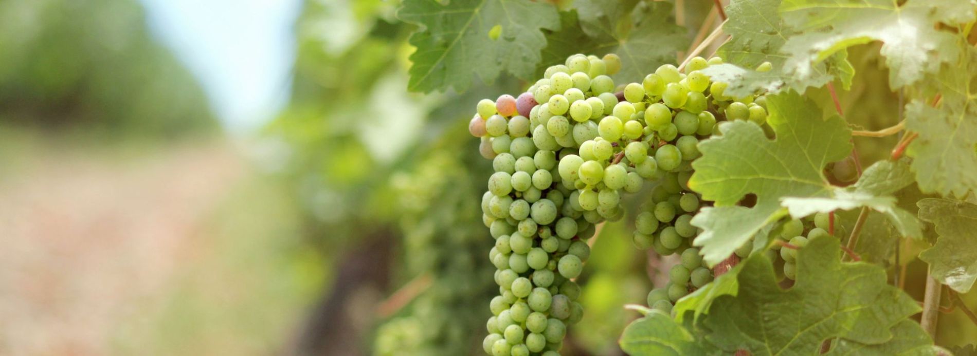 grapes in vineyard